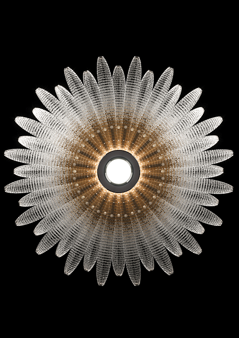 Agave