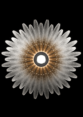 Agave