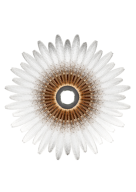 Agave