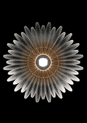 Agave